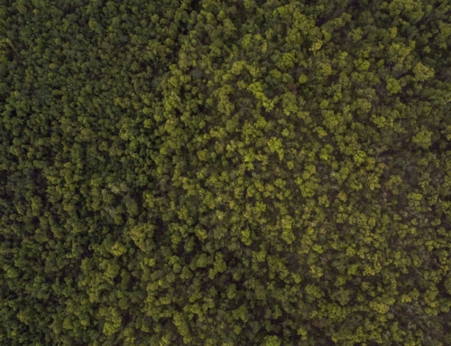 Bird Eye Shots